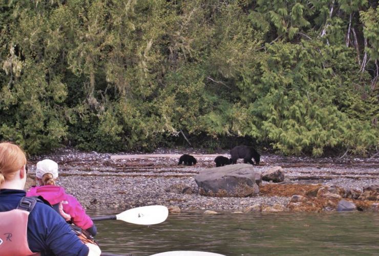 Bärenbeobachtung vom Kajak